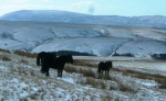 Howgill ponies