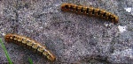 Caterpillars