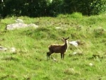 Deer
