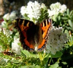Wildlife