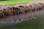 Ducks in the rain
