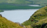 Deer by Angle Tarn