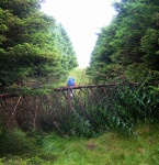 Heading up through the woods
