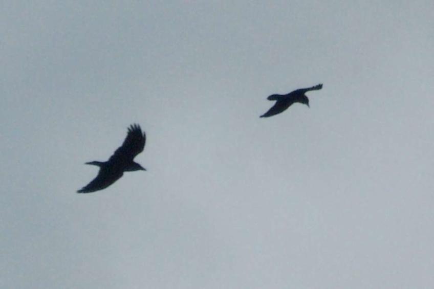 20041018-111010.jpg - Ravens