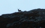 Stag