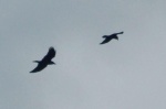 Ravens