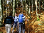 Beechwoods in Dunnerdale