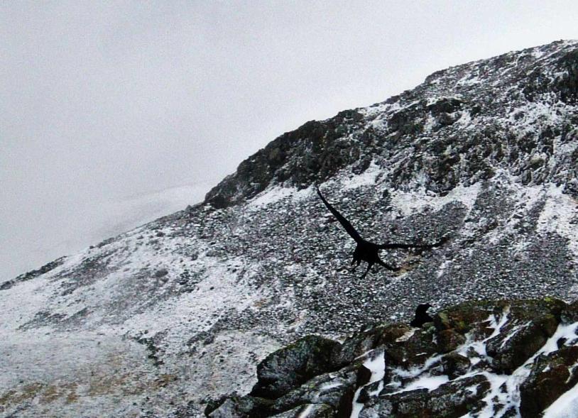 20050113-100744a.jpg - Ravens near Gable Crag