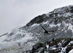 Ravens near Gable Crag