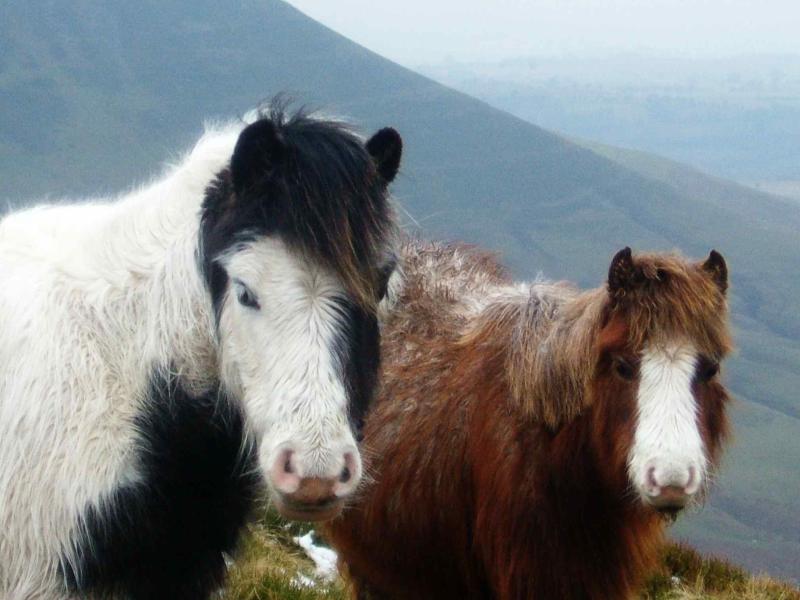 20050206-145212.jpg - Wild horses