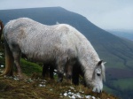Wild horse by the path