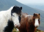 Wild horses