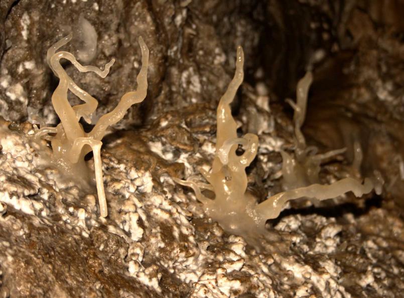 20050305-153414.jpg - Weird helictites