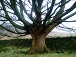 Pretty tree encountered near the start