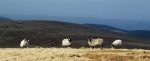 Four Herdwicks