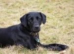 Molly