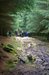 Entering the woods