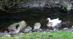 Ducks on the river