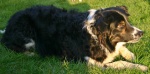 Jake