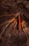 Stalactite in a solution chamber