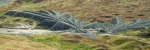 The miners left fern-like patterns of spoil