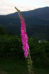 Foxglove