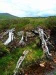 Bogwood