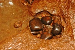 A pebble-worn basin, with its pebbles