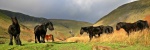 Ponies again