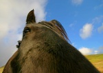 Pony close-up