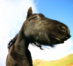 Mutant pony