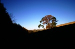 Some trees