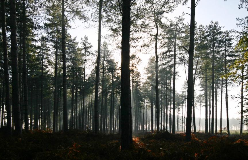 20051119-131236.jpg - Pine woods near Swaffham
