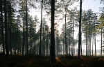 Pine woods near Swaffham