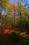 Beech trees at Swaffham Heath