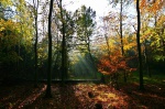 Sunlight through the trees