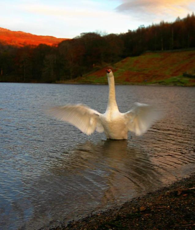 20051127-153038.jpg - Swan rampant