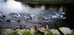 Ducks