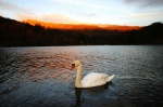 Swan