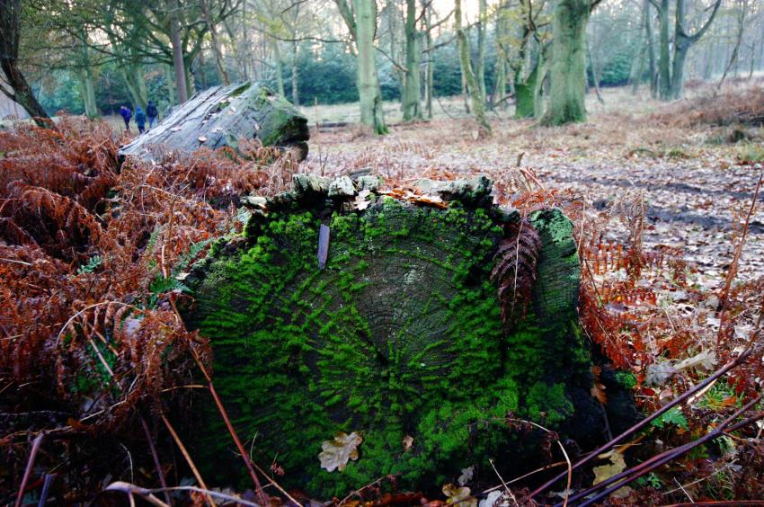 20051210-150028.jpg - Mossy log