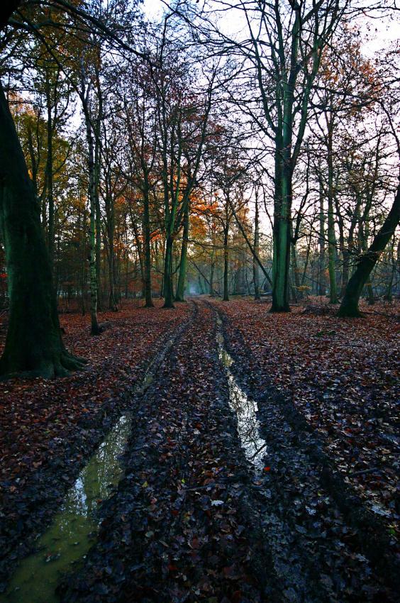 20051210-150340.jpg - Muddy beechwood track