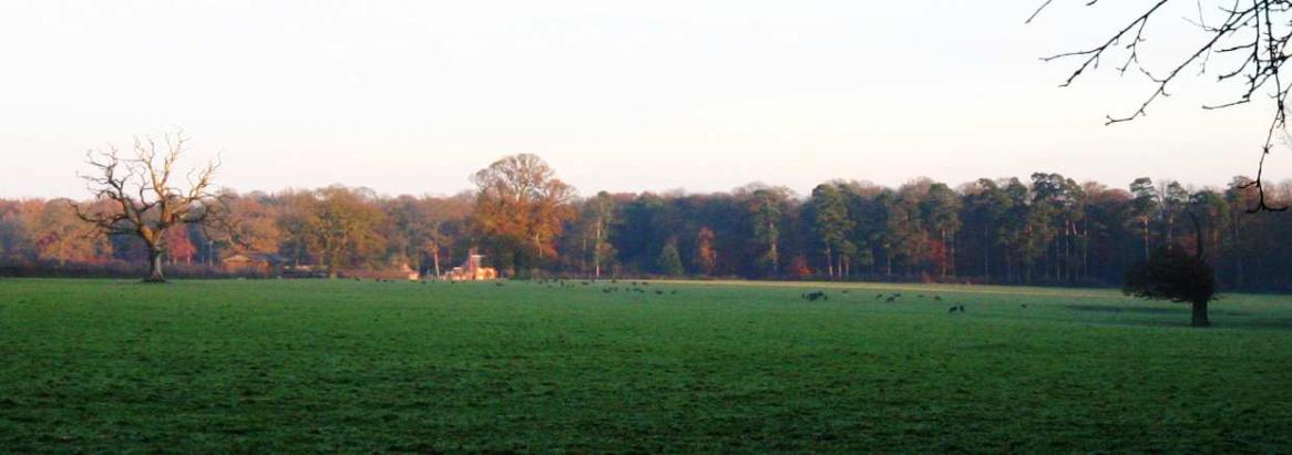 20051210-150806.jpg - Fallow deer