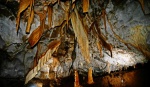 Stal curtain forest