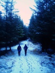 Walking through the trees