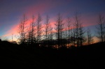 Sunset trees