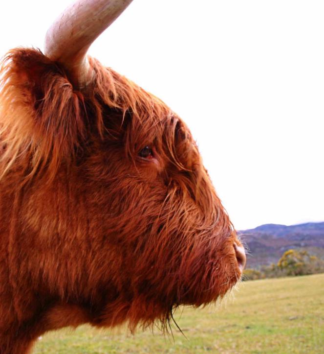 20060416-162732.jpg - Hielan' Coo