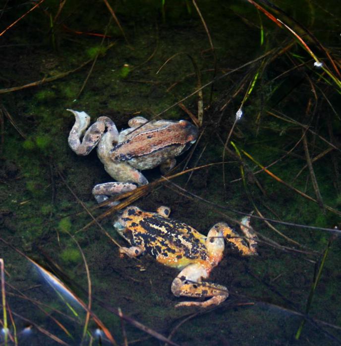 20060418-185804.jpg - Two frogs in a small pool