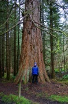 A small vet and a very large redwood tree