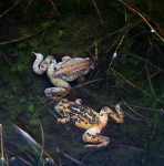 Two frogs in a small pool