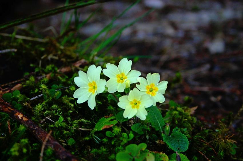 20060429-125652.jpg - Primrose